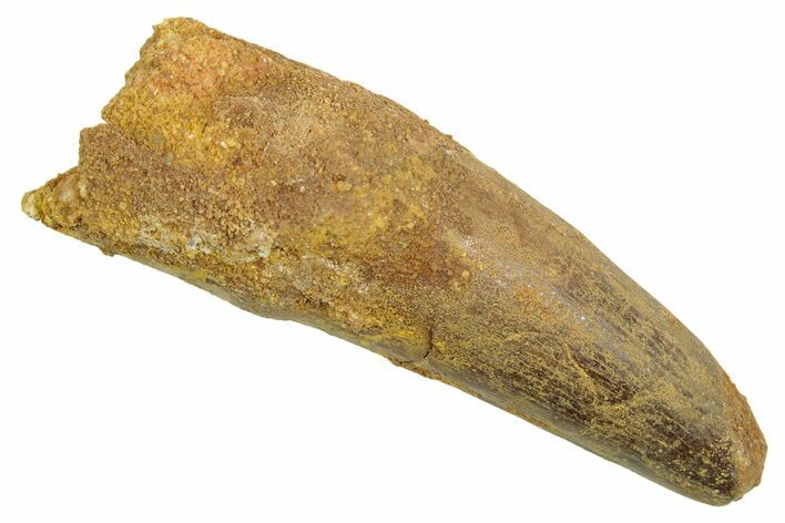 Fossil Spinosaurus Tooth - Real Dinosaur Tooth #363472